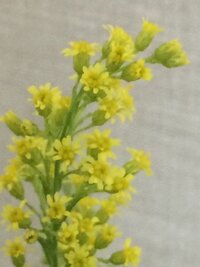 かすみ草だけの花束を花屋さんで買うといくらくらいでしょうか サイズは Yahoo 知恵袋