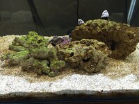 海水魚水槽の茶ゴケについて教えてください 水槽を立ち上げて3ヶ月になりま Yahoo 知恵袋