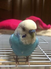 セキセイインコ おしゃべりできるようになるのはいつ頃でしょうか 個体差 Yahoo 知恵袋