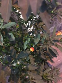 この実は何ですか 2歳の子供が道端になっていた実を食べてしまい Yahoo 知恵袋