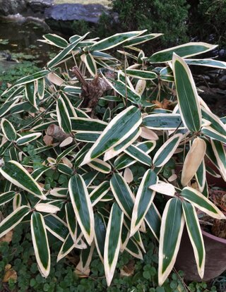 この笹のような植物の名前はなんですか 大きめの鉢に入っているん Yahoo 知恵袋