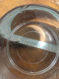 ウーパールーパーについて1 黒い靄のような粉のような糞をします Yahoo 知恵袋