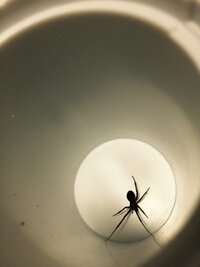 先ほど天井から蜘蛛が落ちてきたのですが 今まで家に蜘蛛が出たことがなかっ Yahoo 知恵袋