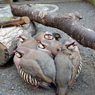 鳥に詳しい方に質問です イワシャコというキジの仲間の鳥を飼育し Yahoo 知恵袋