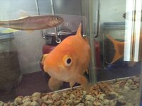 ポップアイの金魚を助けてください 我が家の愛魚がポップアイになってしま Yahoo 知恵袋