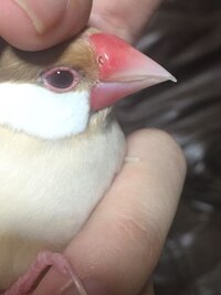 文鳥について 嘴の先が伸びているのですが これは大丈夫なの Yahoo 知恵袋