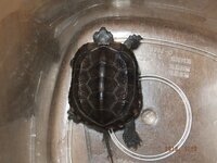 このゼニガメは大きくなる国産ですか 今日ゼニガメの稚亀を1350円 Yahoo 知恵袋
