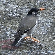 庭によく来る くちばしが黄色で黒と白が混じったすずめよりは断然大きい 鳥はな Yahoo 知恵袋