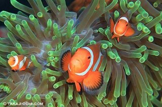 綺麗な魚といえば何を思いつきますか チョウチョウウオと熱帯産のスズ Yahoo 知恵袋