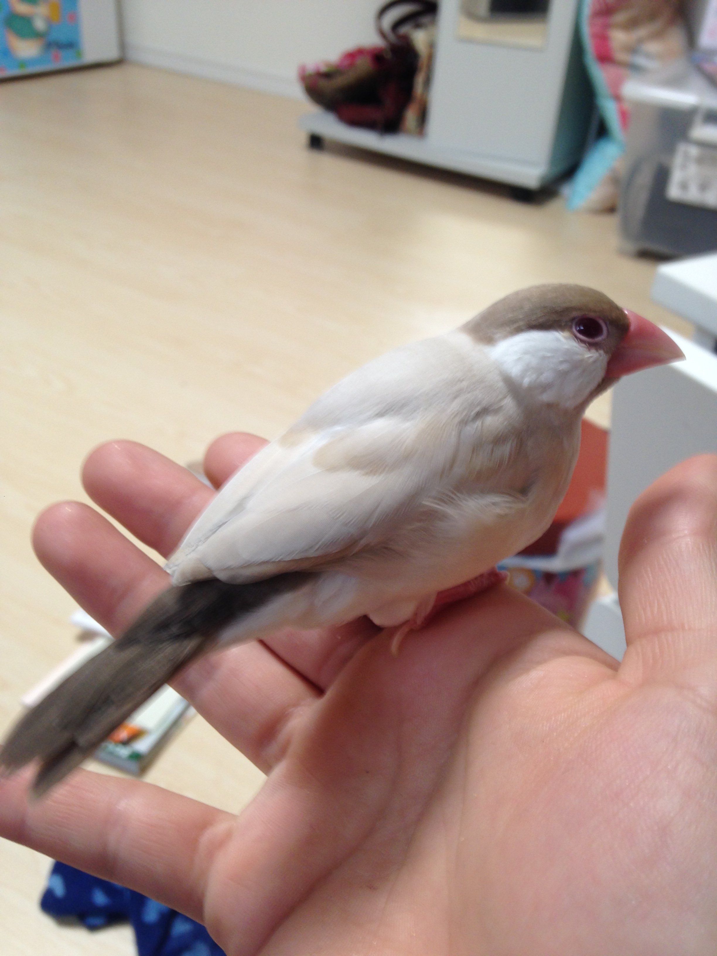 クリーム文鳥を飼いました。しかし、クリーム文鳥ではなさそうな色に