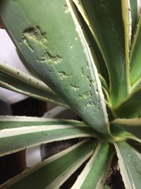 アガベ葉の裏に線がある コレは病気 褐色に腐っているなら病気の場合 Yahoo 知恵袋