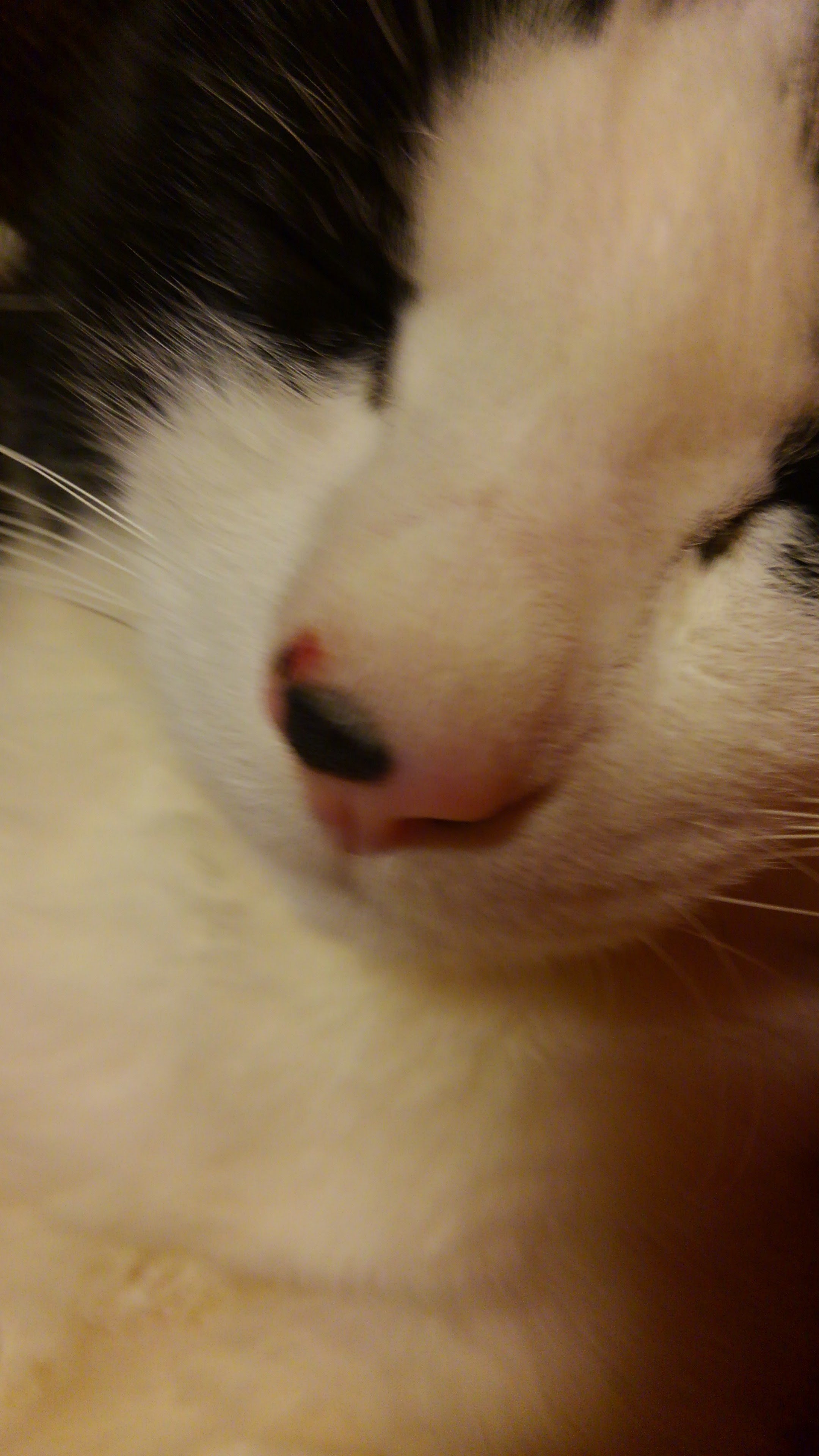 友達の飼い猫の鼻にほくろみたいなものが、できました。 - その子は 
