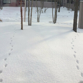 画像の雪の上にある足跡の動物はなんですか 朝起きたら庭に動物の足跡があり Yahoo 知恵袋