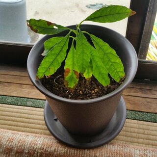 アボカドを種から水栽培し 現在鉢に植え替えて育てています 葉先が全て茶色 Yahoo 知恵袋