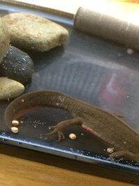 アカハライモリの病気について詳しい方がおられましたら回答お願いし Yahoo 知恵袋