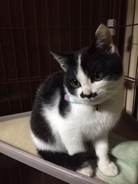 猫について質問です うちに白黒の猫がやってきました 野良猫なので親 Yahoo 知恵袋