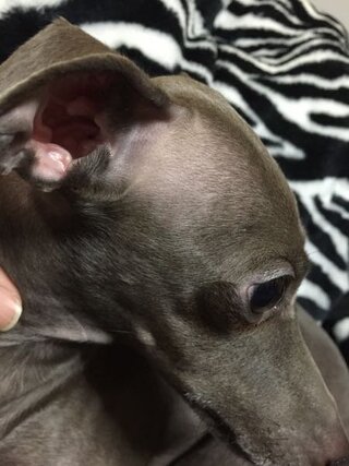 イタグレを飼っているのですが 毛が薄くなって来て心配です 里親で引 Yahoo 知恵袋