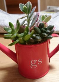 多肉植物が徒長 葉焼けしています 初心者で分からないことだらけなの Yahoo 知恵袋