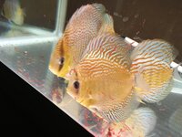 ディスカスについて 先日単独で飼育していたディスカスが産卵してい Yahoo 知恵袋