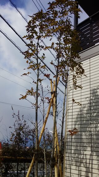 竹のように真っ直ぐな株立ちシマトネリコの剪定方法を教えてください 株立ち Yahoo 知恵袋