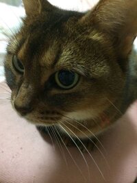 猫が突然ﾊｯｽﾙﾀｲﾑを始めるんです いきなり暴れる と言うより Yahoo 知恵袋