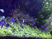 上に伸びると聞いていたニューラージーパールですが成長も著しく這うように成 Yahoo 知恵袋