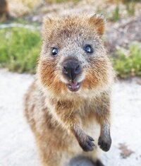 この動物可愛いんですが名前がわからないので誰か知りませんか Yahoo 知恵袋