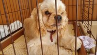 飼っている犬が01mmほどベロだします べーって出すならわかる Yahoo 知恵袋