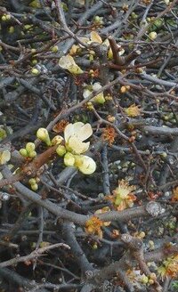 キンギョソウの花後ですが どこからカットすればいいのでしょうか 花のす Yahoo 知恵袋