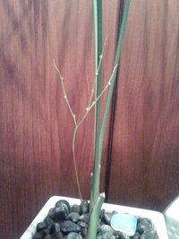 幸福の木 の再生方法を教えて下さい 成長して天井についてしまいました Yahoo 知恵袋