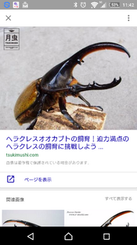 日本ではヘラクレスオオカブトはとても高価ですが ブラジルとかにはうじゃう Yahoo 知恵袋