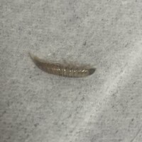 買ったしらすの中にこのような虫 が入っていました お店に知らせ Yahoo 知恵袋
