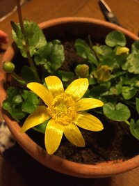 ソシンロウバイの花びらの黒い線に初めて気が付きました すべての花にで Yahoo 知恵袋