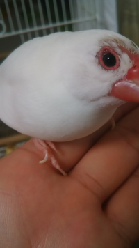 家の飼っている文鳥の目がおかしいです これはどのような症 Yahoo 知恵袋