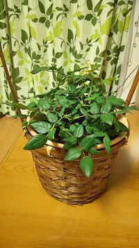 ミニバラの世話 新芽への対応について質問です 2月末に温室栽培の開花株を Yahoo 知恵袋