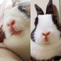 1歳のうさぎについて 暴れる為爪切りは病院で行ってるのですが病 Yahoo 知恵袋