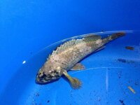 千葉富津港で釣ったこの魚 食べられますか 息子が釣り上げたので食べたいと Yahoo 知恵袋