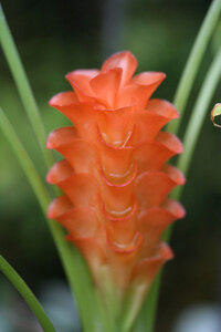 ｸﾙｸﾏについてです ｸﾙｸﾏの育て方についてです ｸﾙｸﾏの花 Yahoo 知恵袋