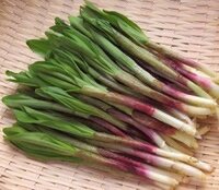 行者にんにく アイヌねぎ を食した後は どのくらいで口臭が取れ Yahoo 知恵袋