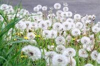 たんぽぽの綿毛の造花たんぽぽの綿毛の造花が欲しいのですが 検索しても Yahoo 知恵袋