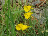 花言葉について調べているのですが 黄色い水仙の もう一度愛し Yahoo 知恵袋