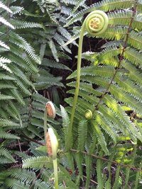 ウラジロって食べるとどうなるんですか 毒性などはありますか ウラジ Yahoo 知恵袋