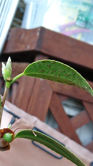 椿の葉の裏の虫 について 園芸はこれまで一度もしたことがな Yahoo 知恵袋