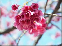 桜に似た花ですが 何と言う名前か教えてください よろしくお願いします Yahoo 知恵袋
