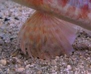 魚のヒレのような生地を探しています 生地の厚さ 値段 模様など Yahoo 知恵袋