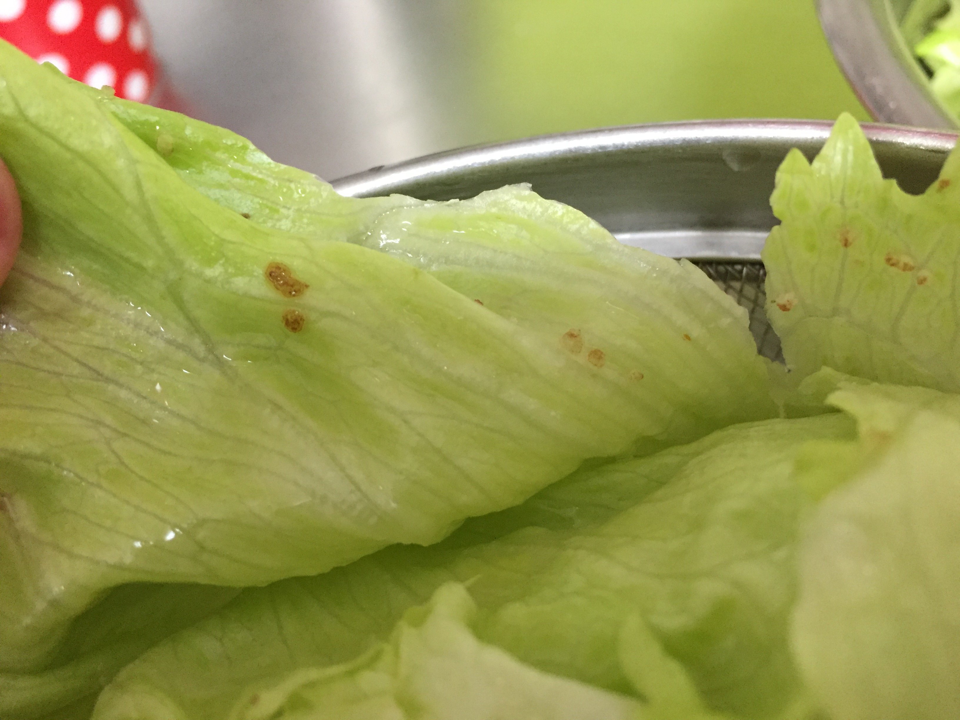 レタスについてる茶色のプツプツはなんですか たくさんあって気持 Yahoo 知恵袋