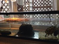 亀の日光浴の時間帯について昨年6月に保護した甲長2 の亀ですが Yahoo 知恵袋