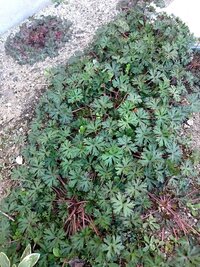 庭に生えてきた雑草 何でしょうか このままグランドカバーにするのはやめた Yahoo 知恵袋