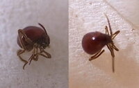 蜘蛛はダニを食べるのでしょうか 家の中に数匹居りまして Yahoo 知恵袋