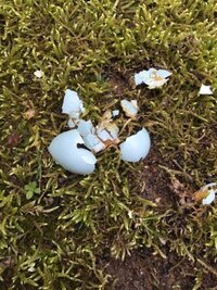 青い卵を産む鳥は何ですか 屋根裏にあります 鳥は見た目スズメに似ています Yahoo 知恵袋